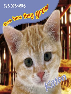 cover image of Kitten